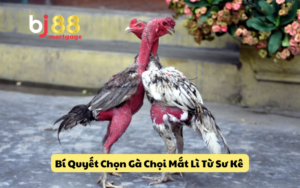 Bí Quyết Chọn Gà Chọi Mắt Lì Từ Sư Kê Bạn Không Thể Bỏ Qua