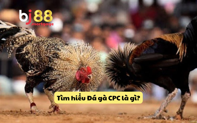 Tìm hiểu về đá gà CPC